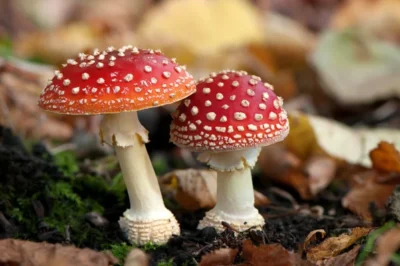 Navigating the World of Amanita Gummies: A Guide to Making Informed Purchases