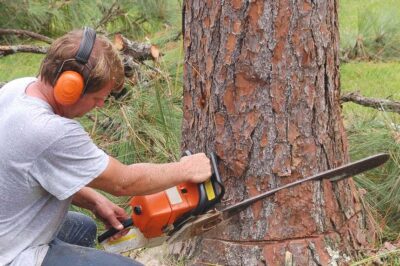Enhancing Property Value: How Tree Service Improves Brandon, FL Residences